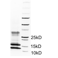 Molecular Composite Milk  - MCM-BD-1