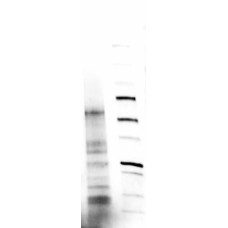 Natural Wheat Protein with Defined Allergen Content (Water Soluble)