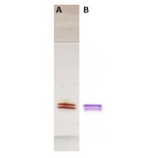 Recombinant Human Rhinovirus 16 - VP2 (HRV-VP2)