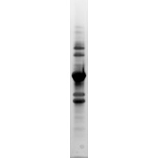 Natural Gly m 6  (NA-GM6-1)