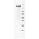 SARS-CoV-2 Spike Protein Full-length (RM-CV2-SP-01)