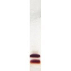 Recombinant Cor a 8.0101 (RP-CA8-1)