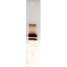 Recombinant Can f 1 (RP-CF1-1)