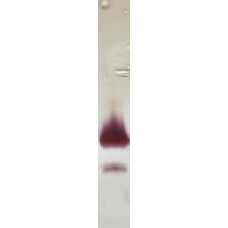 Recombinant Jug r 1 (RP-JR1-1)