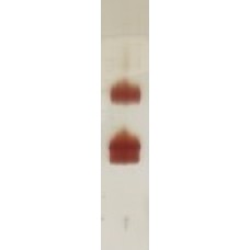 Recombinant Ves v 1 (RP-VV1-1)