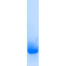 Recombinant Act d 8 (RPI-AD8-1)