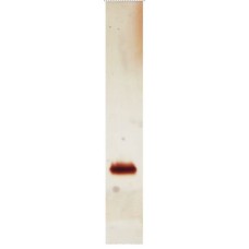 Recombinant Ber e 1 (RPI-BE1-1)