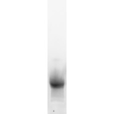 Recombinant Par j 1  (RPI-PJ1-1)