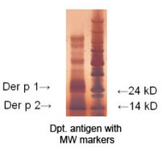 LoTox™ D. pteronyssinus Antigen (LTN-DPE-1)