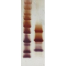 Natural Amb a 1  (NA-AAR1-1)