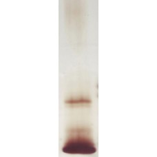 Recombinant Der p 2 (RP-DP2C-1)