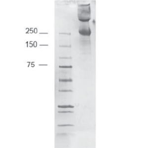 Natural Alpha-Gal (AGAL-1)