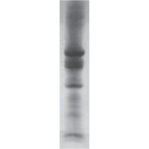 LoTox™ Hazelnut Protein (LTN-CAE-1)