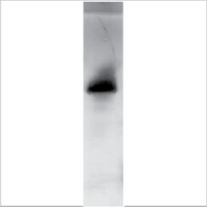 LoTox&trade; Natural Gal d 5 (LTN-GD5-1)