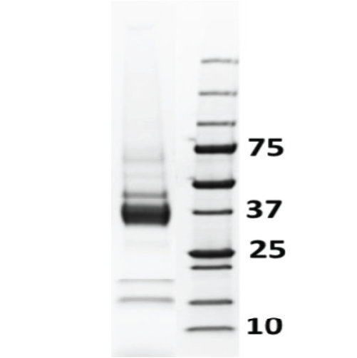 LoTox™ Wheat Protein (Ethanol Souble) with Defined Allergen Content (LTN-TAEE-1)