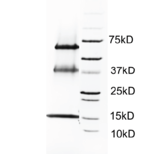 Molecular Composite Egg (MCE-GD-1)