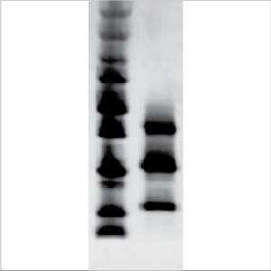 Natural Amb a 1 (NA-AAR1)