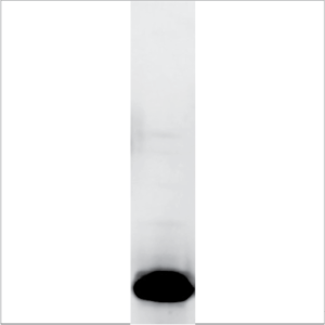 Natural Ber e 1 (NA-BE1-1)