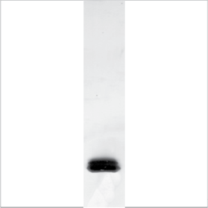 Natural Bet v 1 (NA-BV1-1)