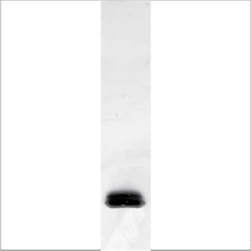 Natural Bet v 1 (NA-BV1-1)