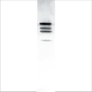 Natural Cor a 9 (NA-CA9-1)