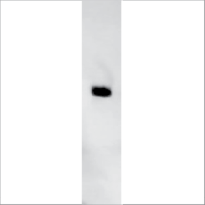 Natural Cry j 1 (NA-CJ1-1)