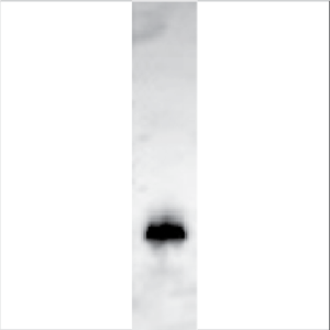 Natural Der f 1 (NA-DF1-1)