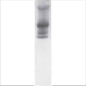 Natural Gly m 5 (NA-GM5-1)