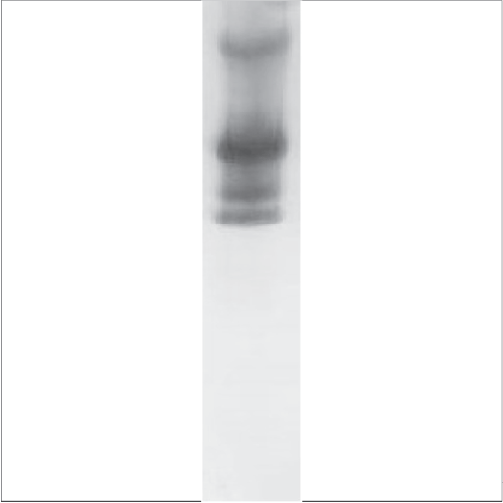 Natural Gly m 5 (NA-GM5-1)