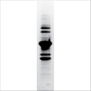 Natural Gly m 6 (NA-GM6-1)