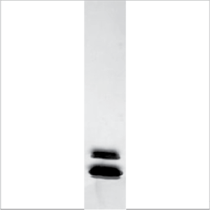 Natural Mus m 1 (NA-MM1-1)