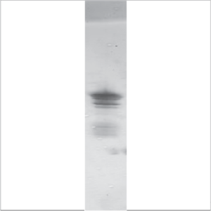 Natural Pru du 6 (NA-PD6-1)