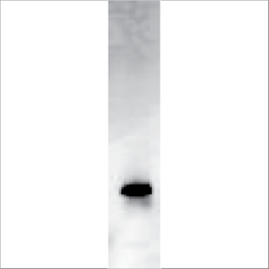 Recombinant Art v 1 (RE-AV1-1)