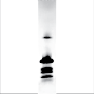 Recombinant Cor a 1 (RE-CA101-1)