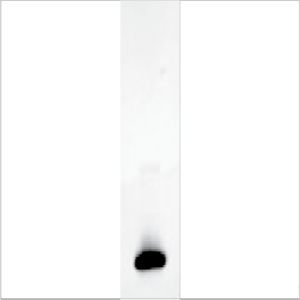 Recombinant Cyp c 1.0101 (RE-CC1-1)