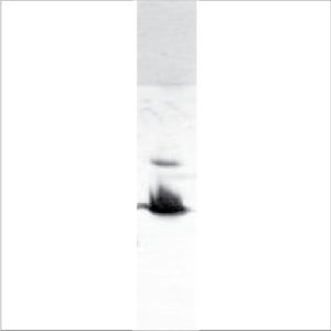 Recombinant Der p 10 (RE-DP10-1)