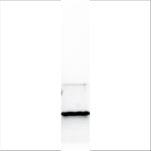 Recombinant Fag e 2 (RE-FE2-1)