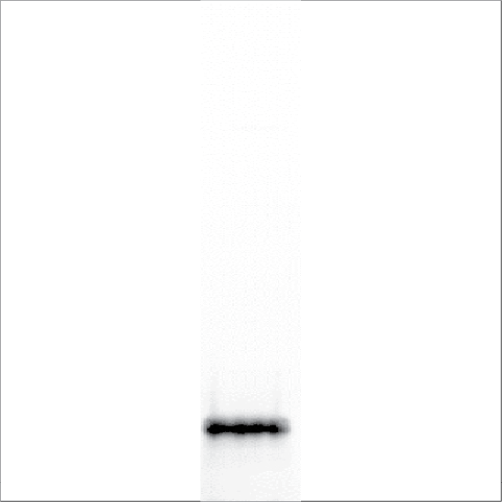 Recombinant Fag e 3 (RE-FE3-1)