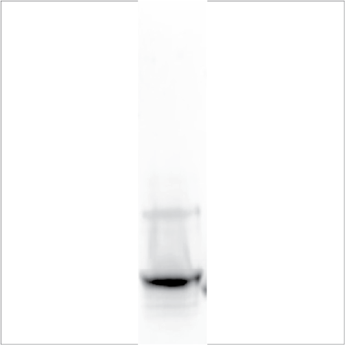 Recombinant Pis v 1 (RE-PV1-1)