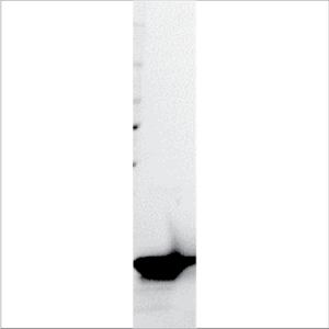 Recombinant Que a 1 (RE-QA1-1)