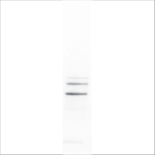 Recombinant Tri a 19 Full Length (RE-TA19FL-1)