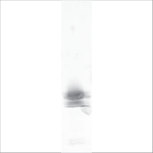 Recombinant Ara h 2 (RP-AH2-1)