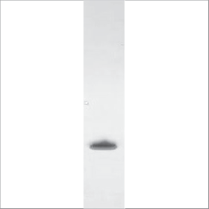 Recombinant Gly m 4 (RP-GM4-1)