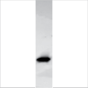 Recombinant Jug r 1 (RP-JR1-1)