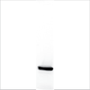 Recombinant Phl p 11 (RP-PP11-1)