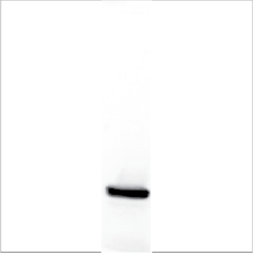 Recombinant Phl p 11 (RP-PP11-1)