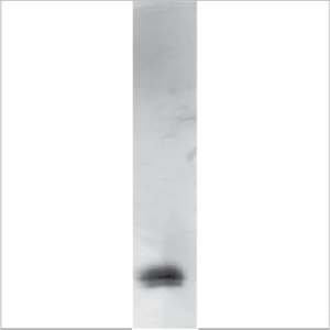 Recombinant Pru p 3.0102 (RP-PP3-1)