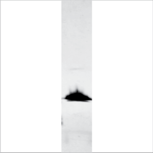 Recombinant Sin a 1 (RP-SA1-1)