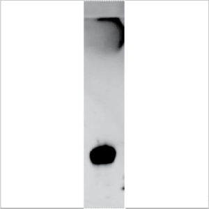 Recombinant Car i 1 (RPI-CI1-1)