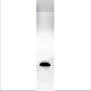 Recombinant Jug r 3 (RPI-JR3-1)